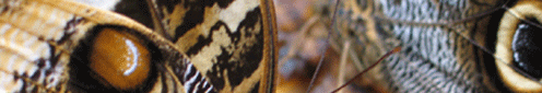 Overbanner
